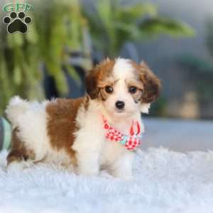 Scout, Cavachon Puppy